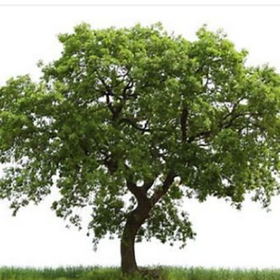 oak.png